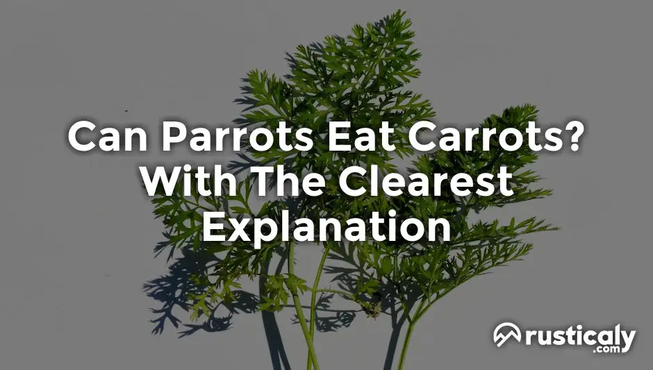 can parrots eat carrots