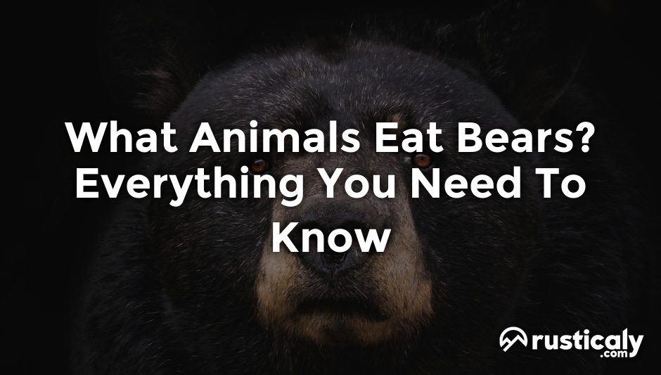 what animals eat bears