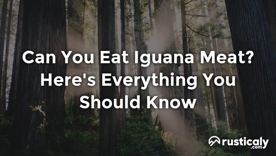 can you eat iguana meat