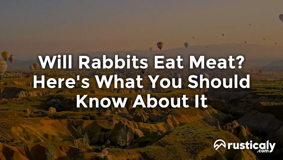 will rabbits eat meat