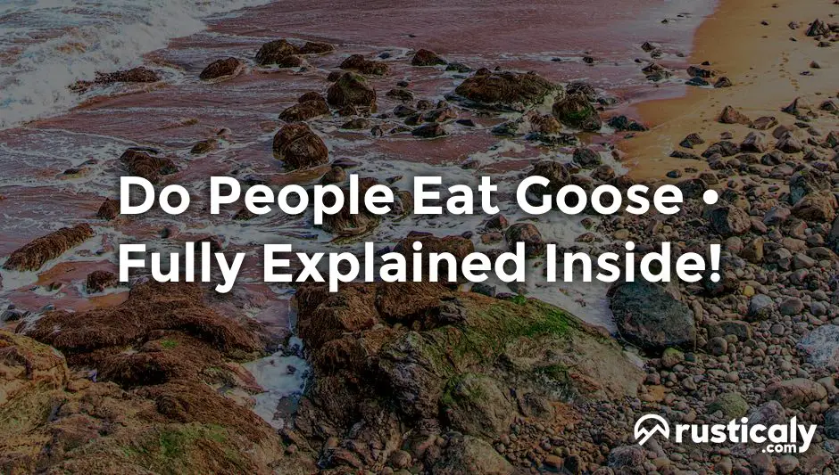 do people eat goose