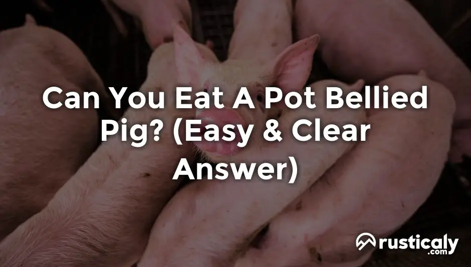 can you eat a pot bellied pig
