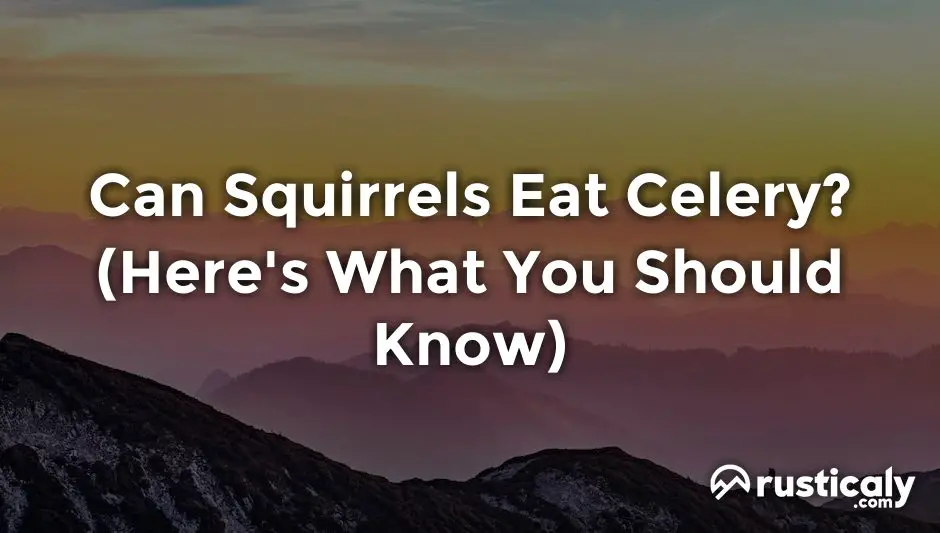 can squirrels eat celery