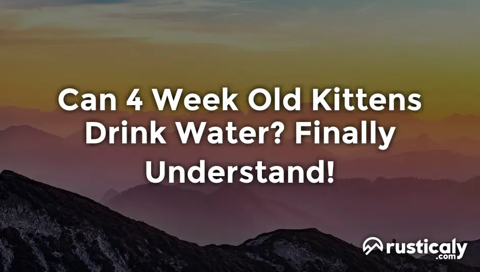 can 4 week old kittens drink water
