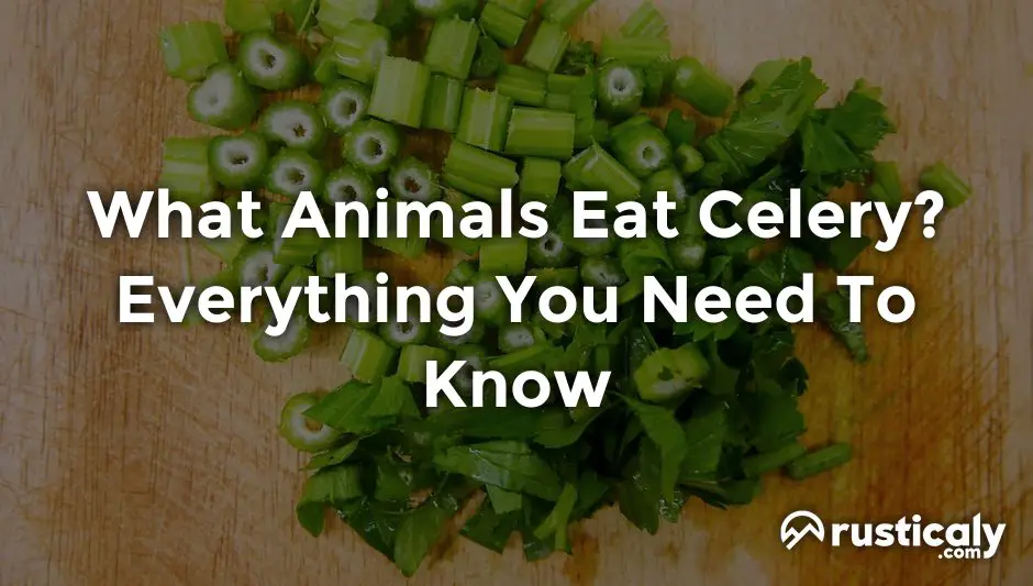 what animals eat celery
