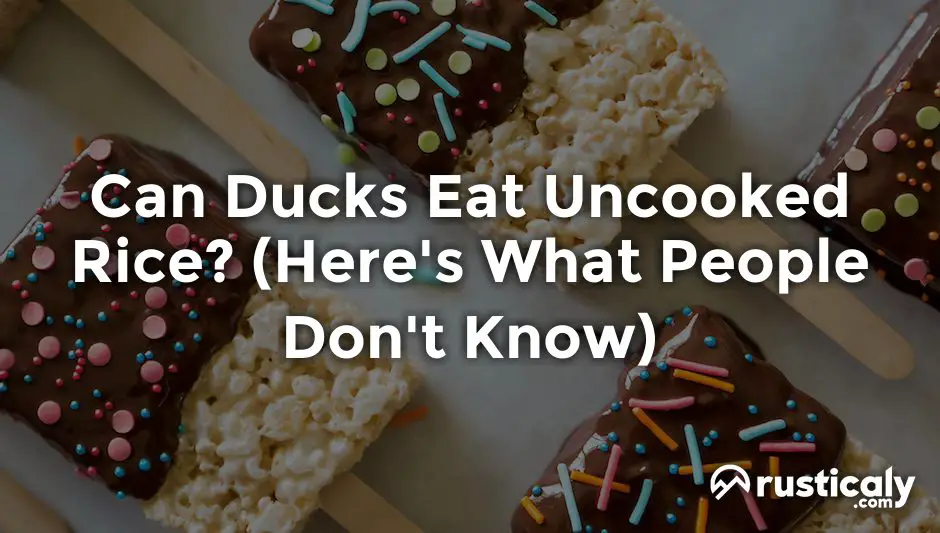 can ducks eat uncooked rice