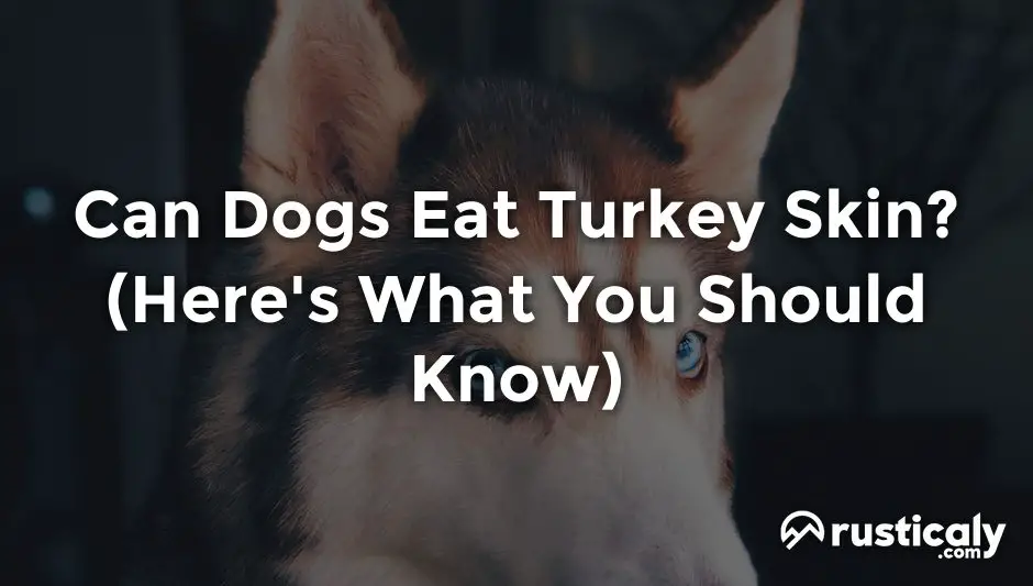 can dogs eat turkey skin