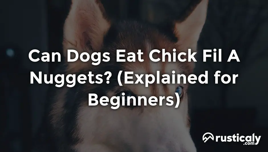 can dogs eat chick fil a nuggets