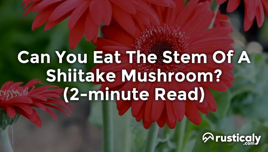 can you eat the stem of a shiitake mushroom