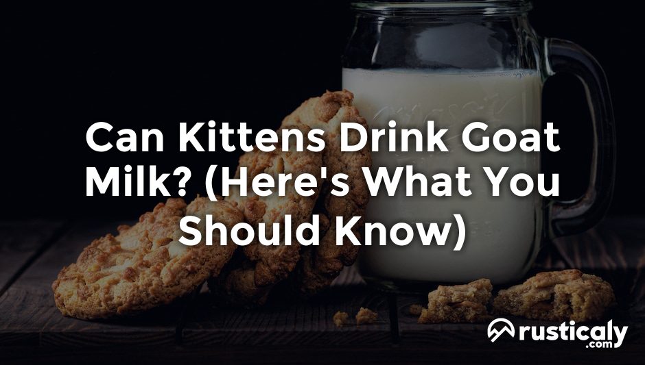 can kittens drink goat milk