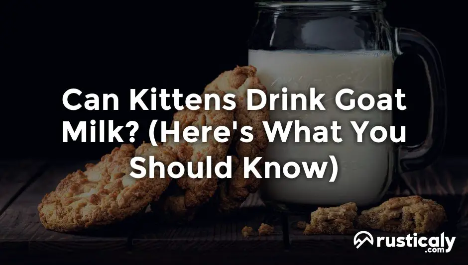 Can Kittens Drink Goat Milk? The Easiest Explanation