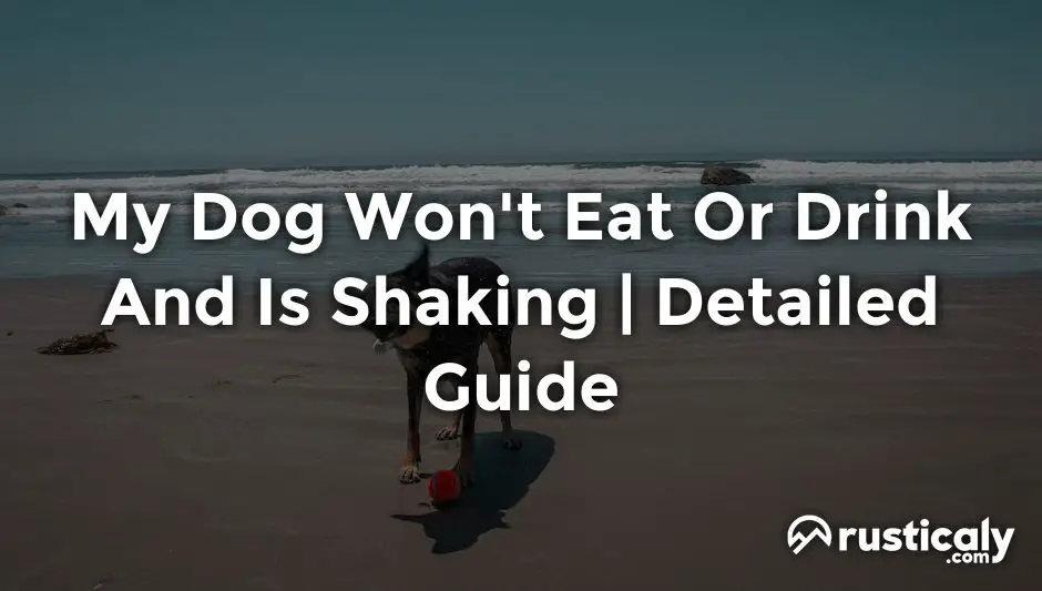 my dog won't eat or drink and is shaking