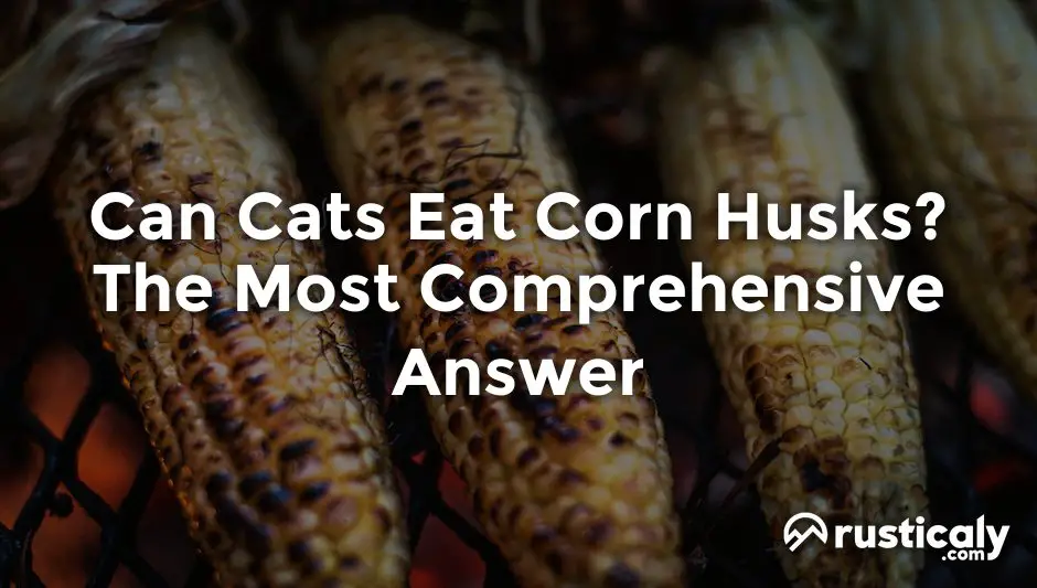 can cats eat corn husks