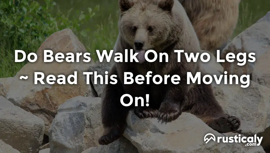 do bears walk on two legs