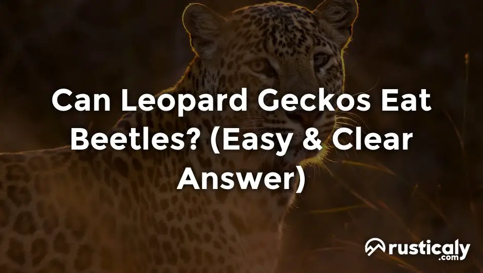 can leopard geckos eat beetles