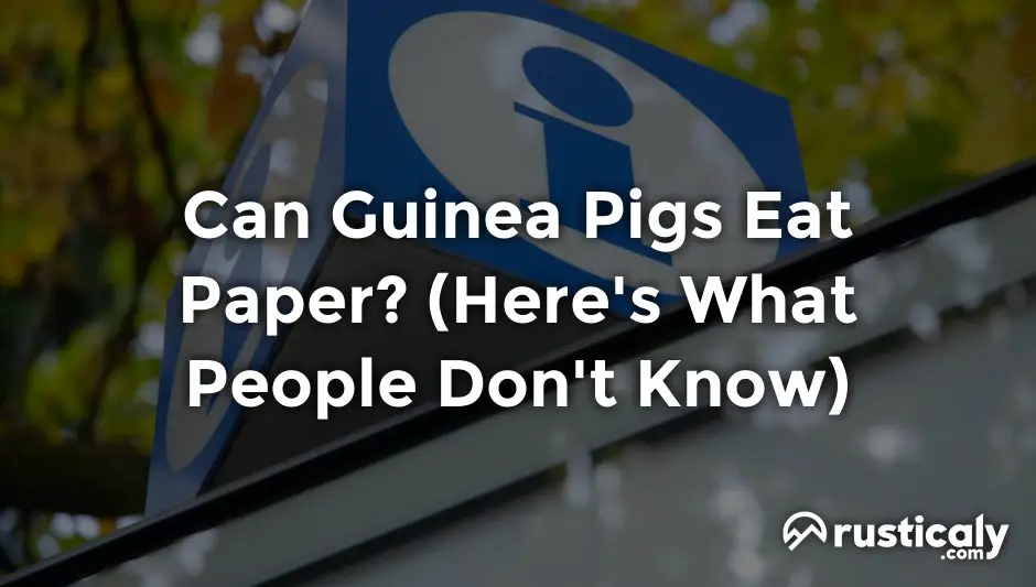 can guinea pigs eat paper