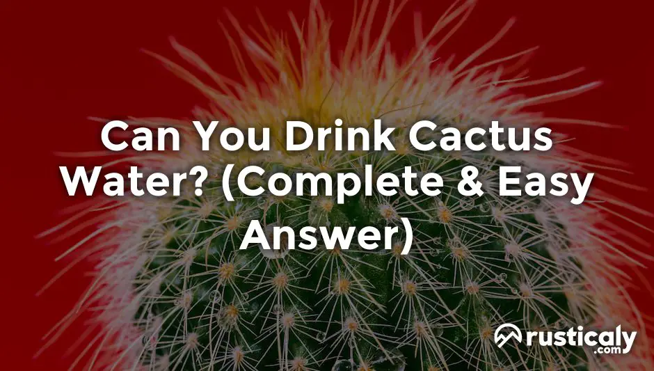 can you drink cactus water