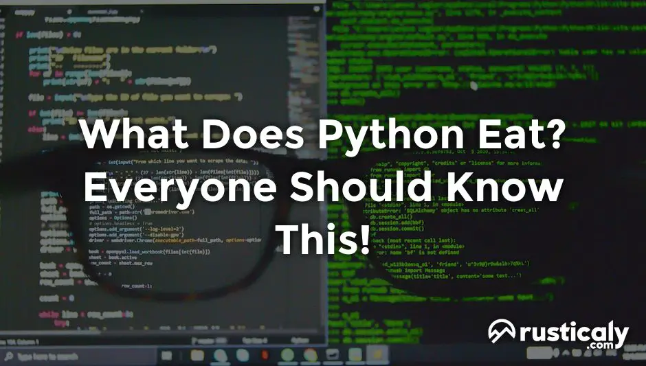 what does python eat
