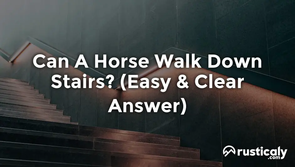 can a horse walk down stairs