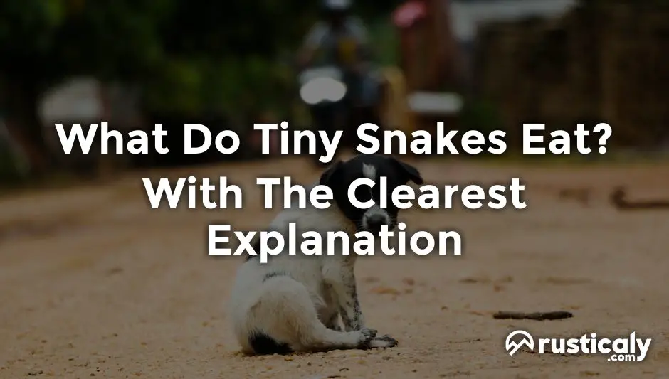 what do tiny snakes eat