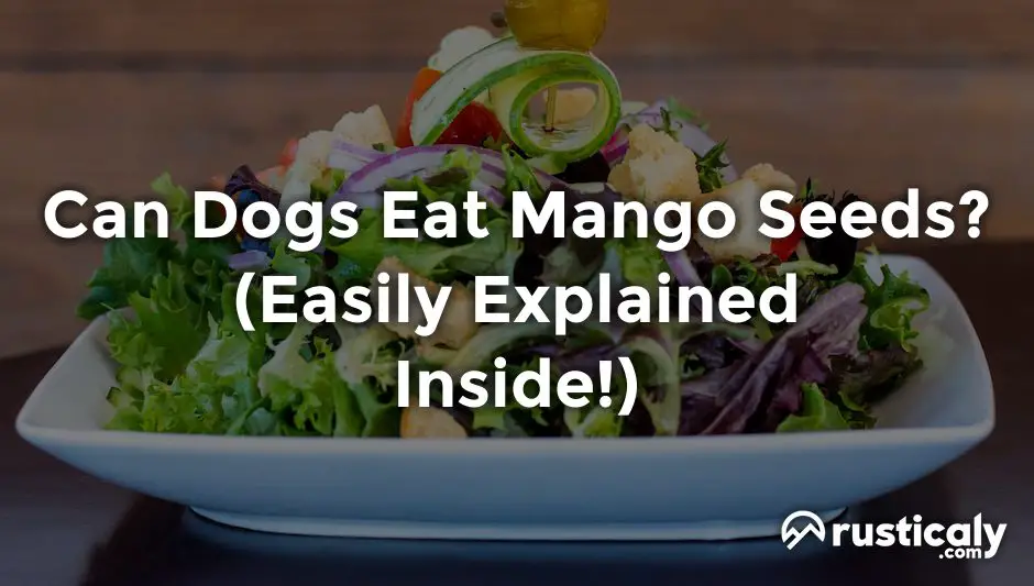 can dogs eat mango seeds