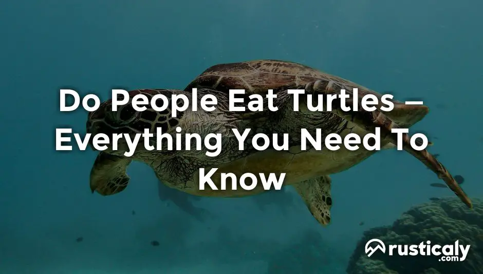 do people eat turtles