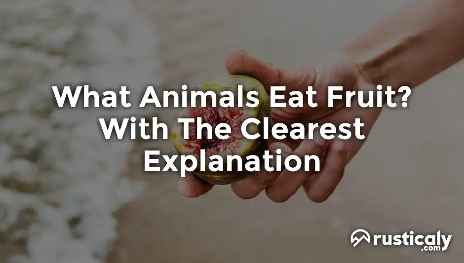 what animals eat fruit