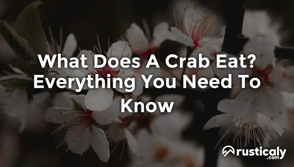 what does a crab eat