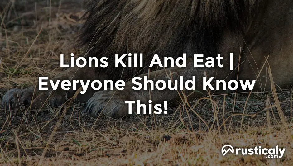 lions kill and eat