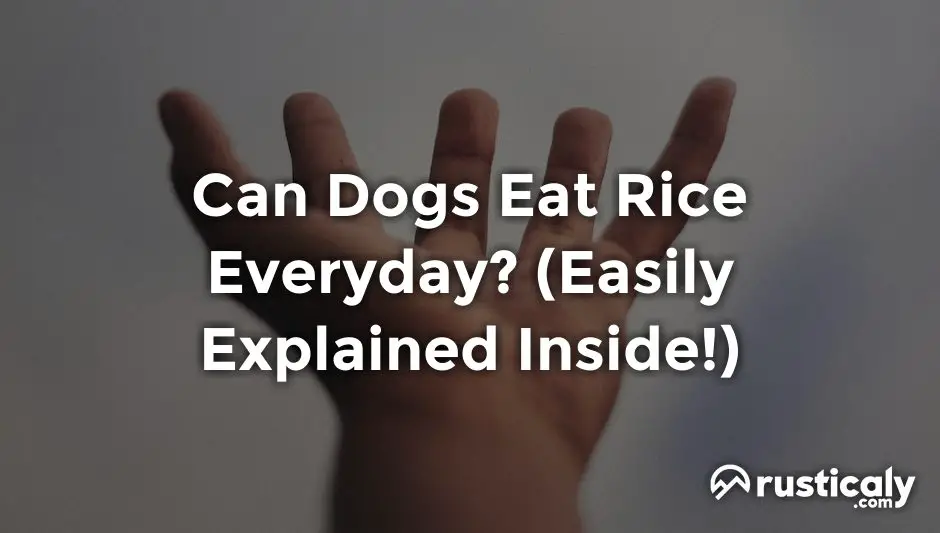can dogs eat rice everyday