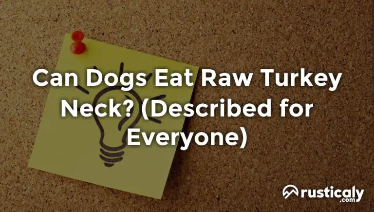 can dogs eat raw turkey neck