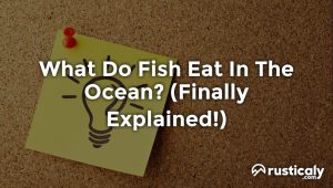 what do fish eat in the ocean