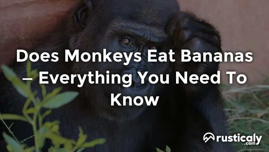 Does Monkeys Eat Bananas • With The Clearest Explanation