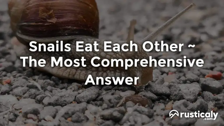 snails eat each other