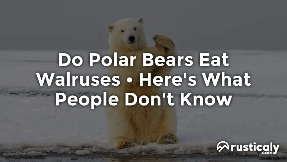 do polar bears eat walruses