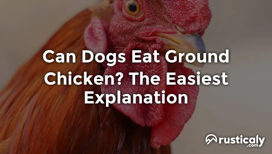 can dogs eat ground chicken
