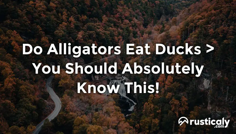 do alligators eat ducks