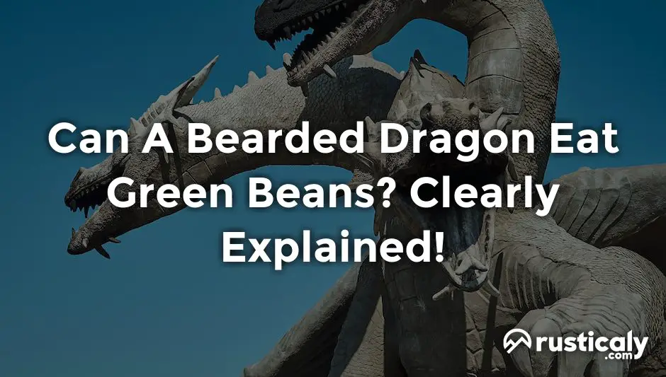 can a bearded dragon eat green beans