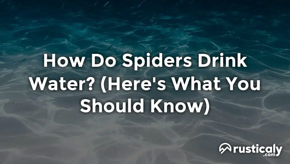 how do spiders drink water