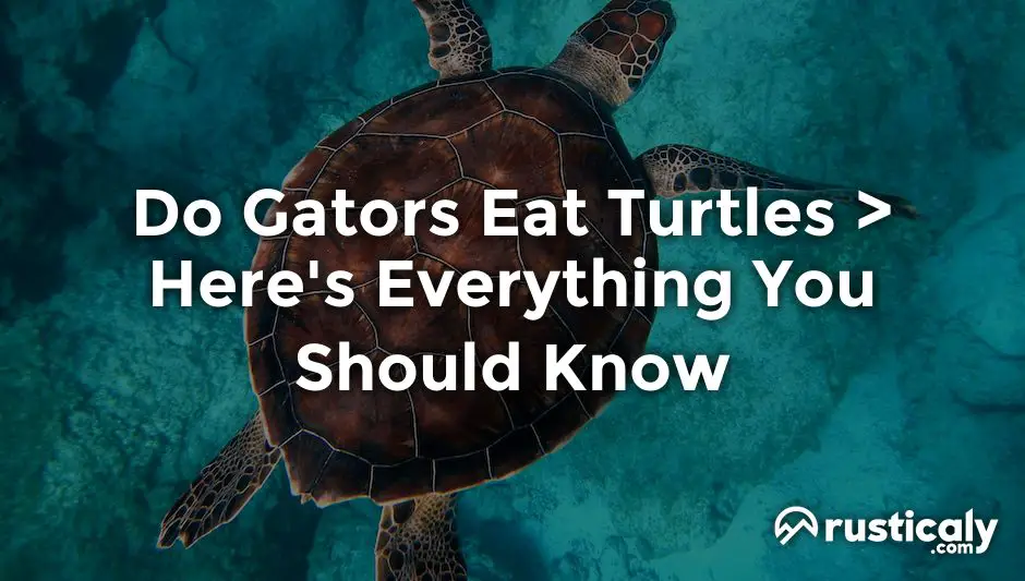 do gators eat turtles