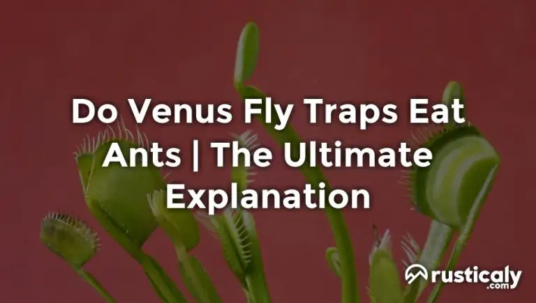do venus fly traps eat ants