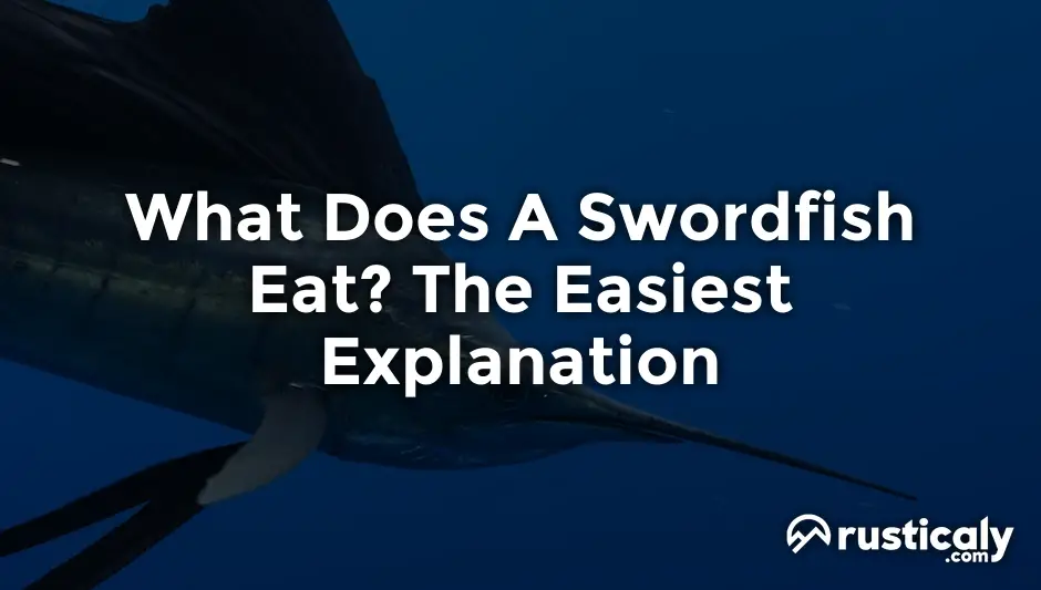 what does a swordfish eat