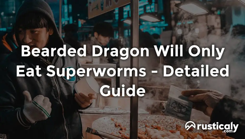 bearded dragon will only eat superworms