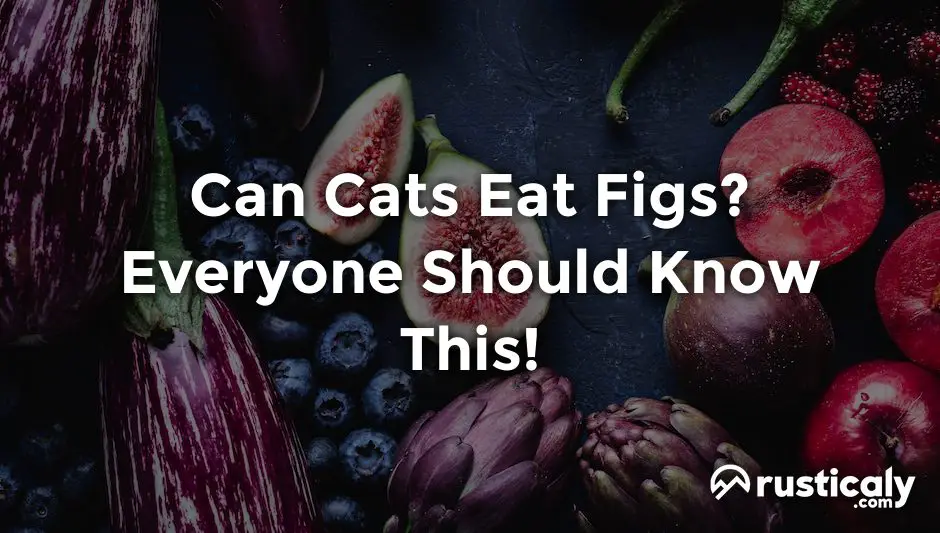 can cats eat figs