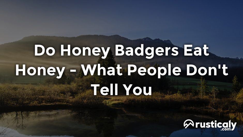 do honey badgers eat honey