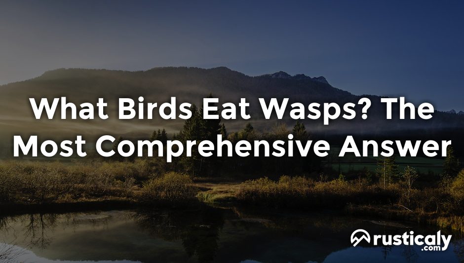 what birds eat wasps