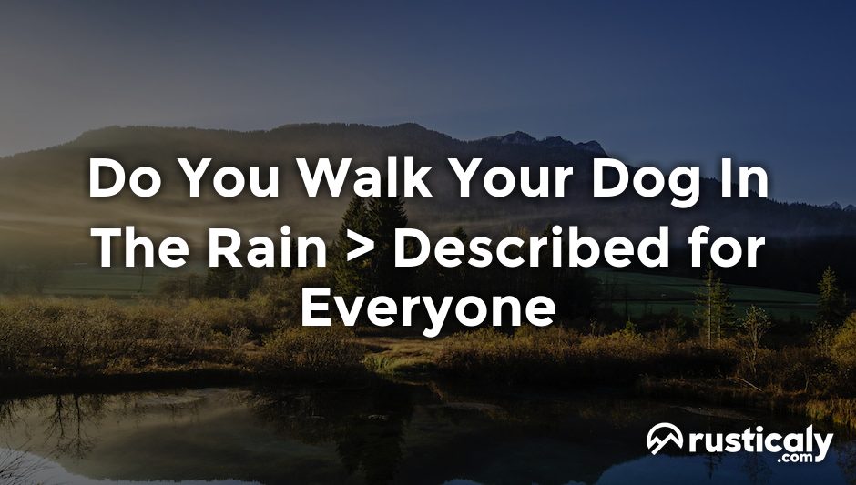 do you walk your dog in the rain