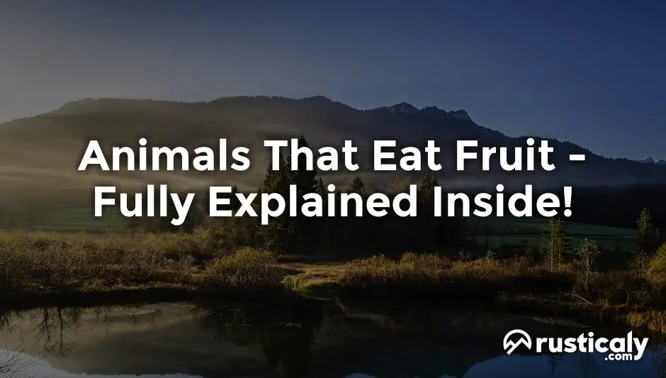 animals that eat fruit