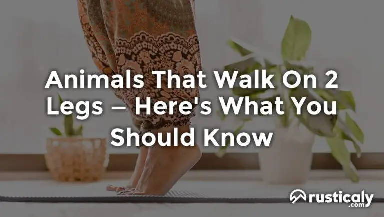 animals that walk on 2 legs