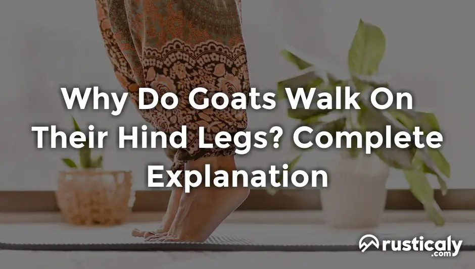 why do goats walk on their hind legs